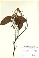 藏品(猿尾藤)的圖片